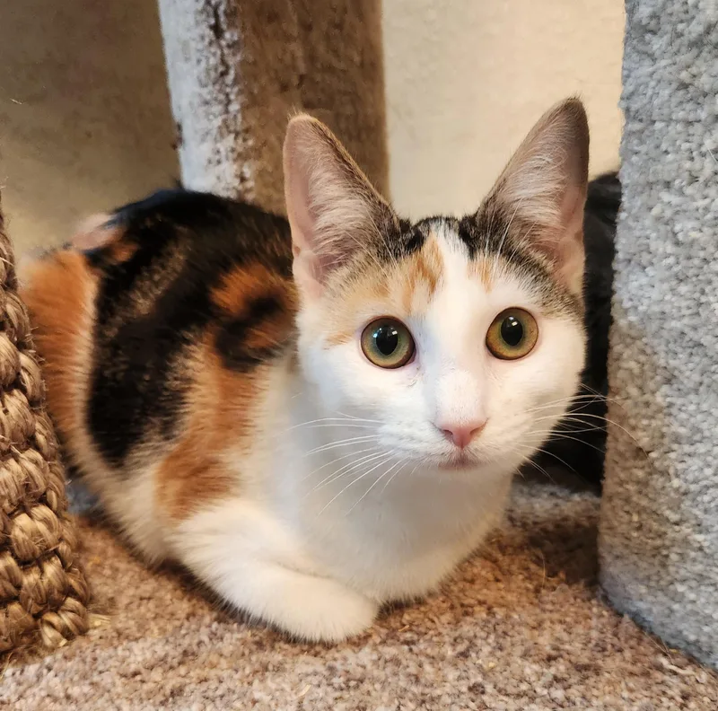 A young medium-sized female Calico Domestic Short Hair cat named Salsa for adoption in Oklahoma City, OK