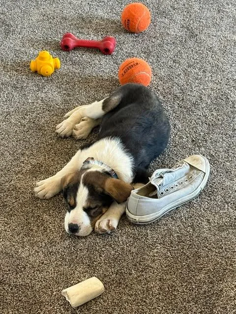 A baby medium-sized female Black Shepherd dog named Bella for adoption in Wichita Falls, TX