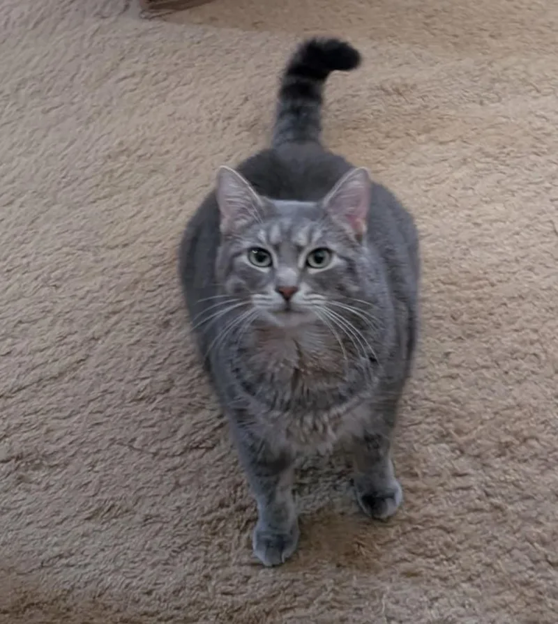 An adult large-sized male Domestic Short Hair cat named Gelato for adoption in Dayton, OH