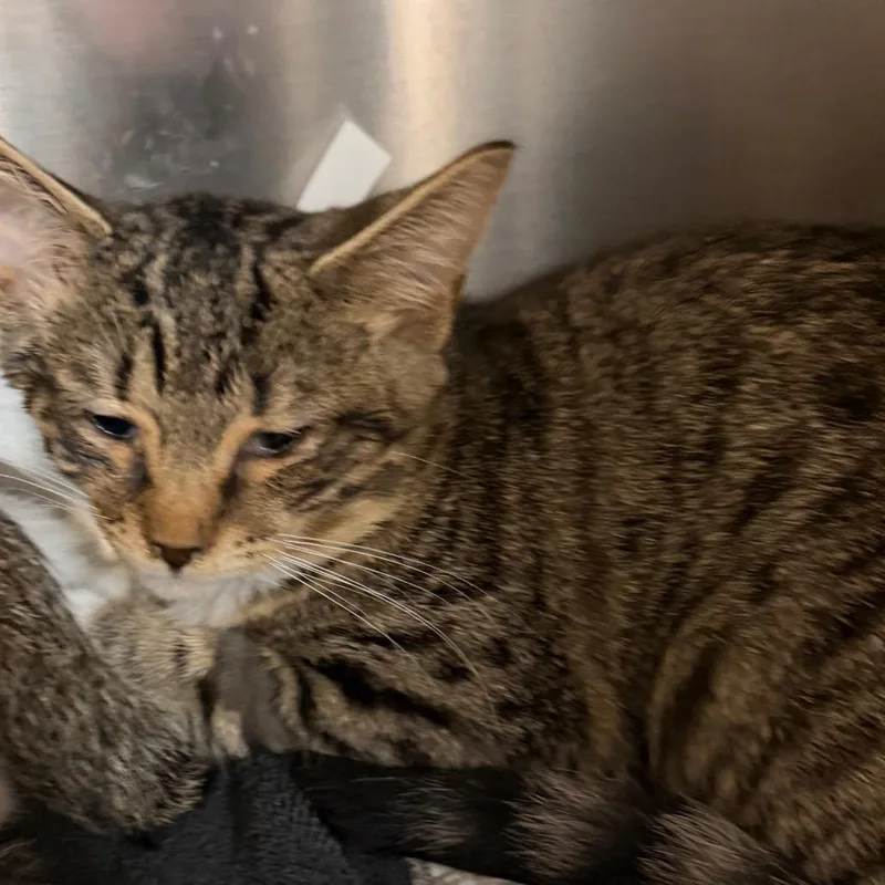 A baby small-sized female Brown / Chocolate Domestic Short Hair cat named Tiger for adoption in Jacksonville, FL