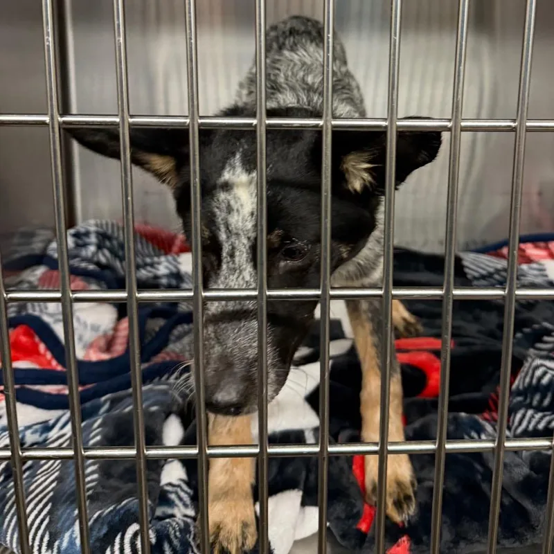 Peppercorn thumbnail 2