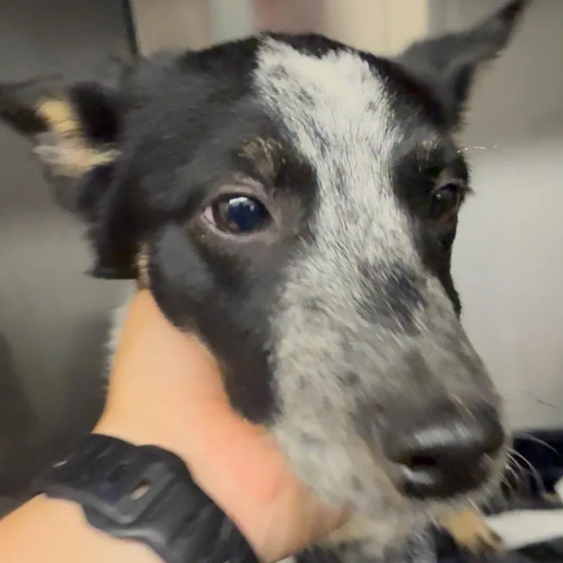 Peppercorn thumbnail 3