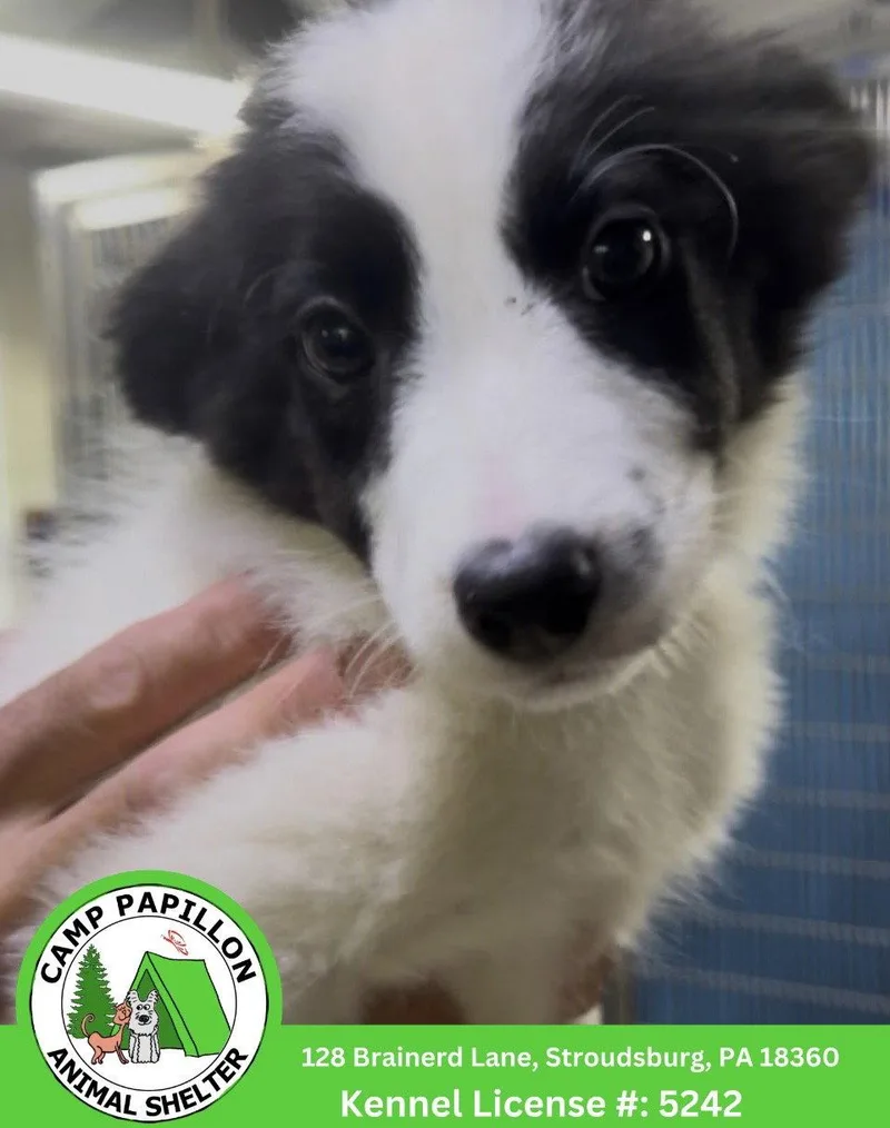 A young medium-sized male Border Collie dog named Bart for adoption in Stroudsburg, PA
