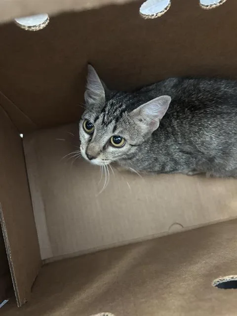 A baby medium-sized female Domestic Short Hair cat named Luna for adoption in Dallas, TX
