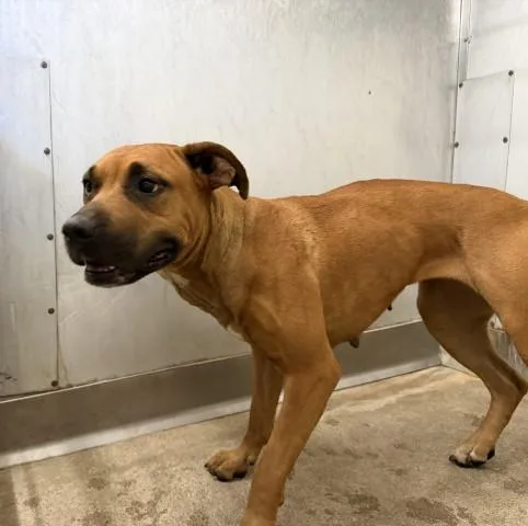 An adult large-sized female Pit Bull Terrier dog named Sadie for adoption in San Bernardino, CA