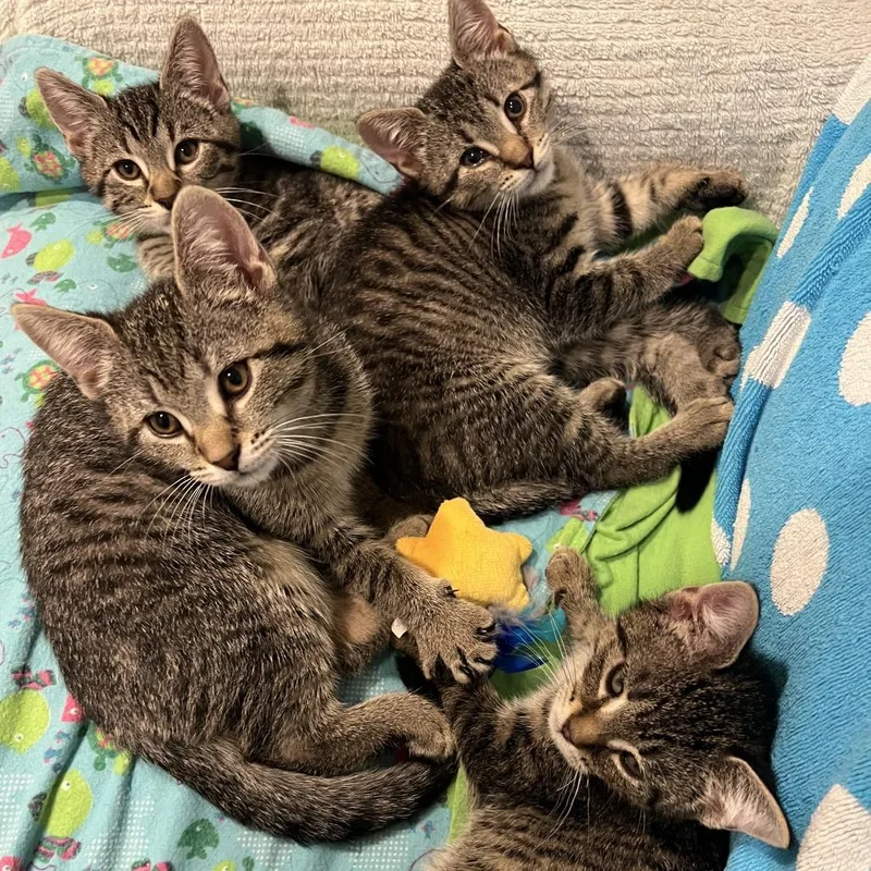 A baby small-sized female Brown / Chocolate Domestic Short Hair cat named Cavatappi Ramishvili for adoption in Merrifield, VA