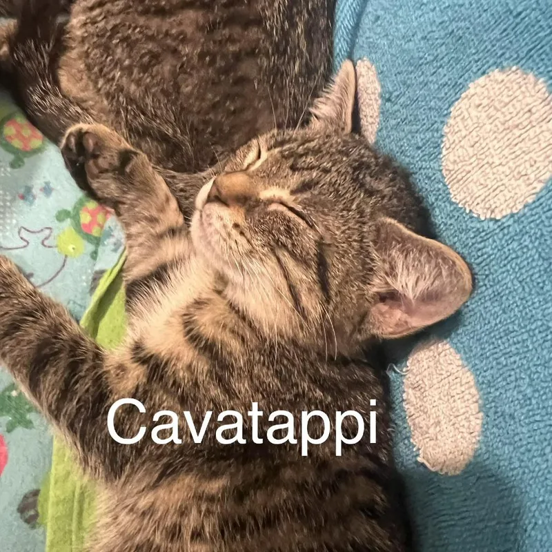 Cavatappi Ramishvili thumbnail 2