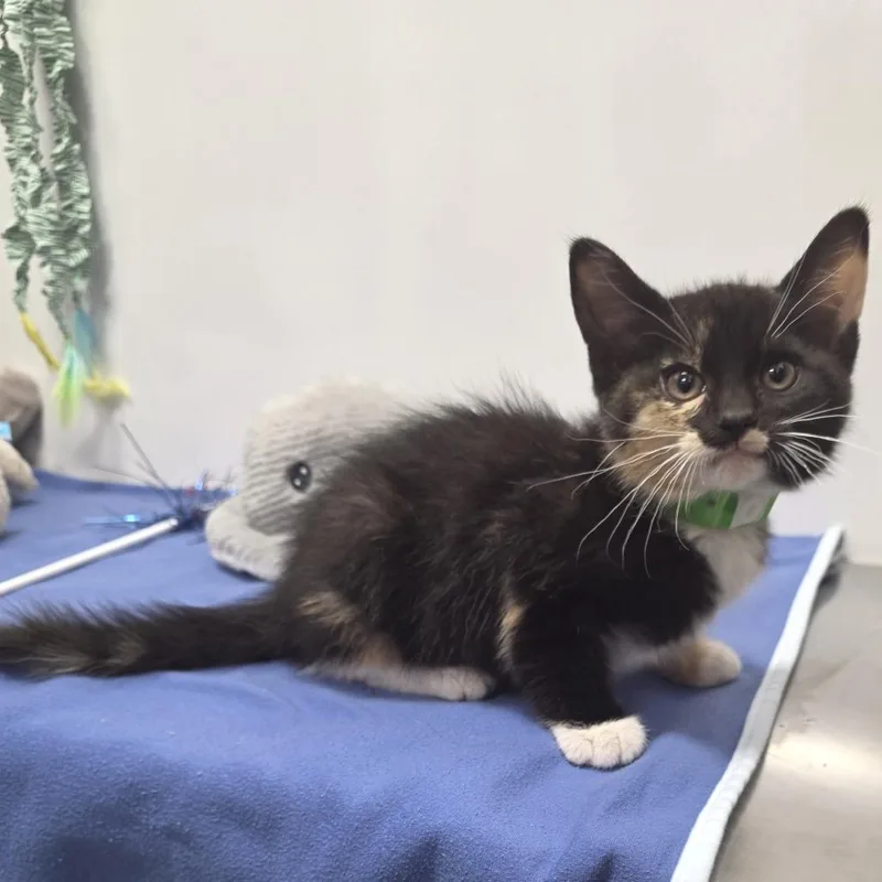 A baby small-sized female Black Domestic Short Hair cat named Gianna for adoption in Fort Wayne, IN