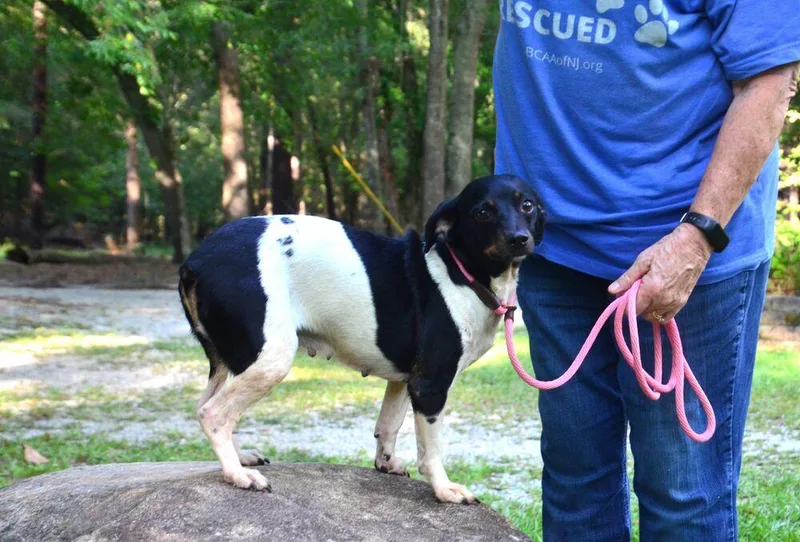 Bessie thumbnail 6