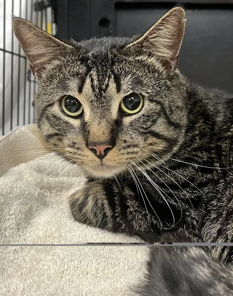 A young large-sized male Tabby (Brown / Chocolate) Domestic Short Hair cat named Ralphie for adoption in Johnston, RI