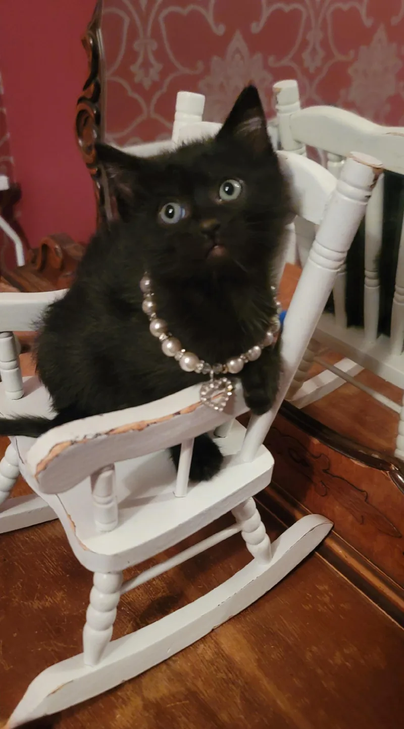 A baby small-sized female Domestic Short Hair cat named Ravenclaw for adoption in Fruit Heights, UT