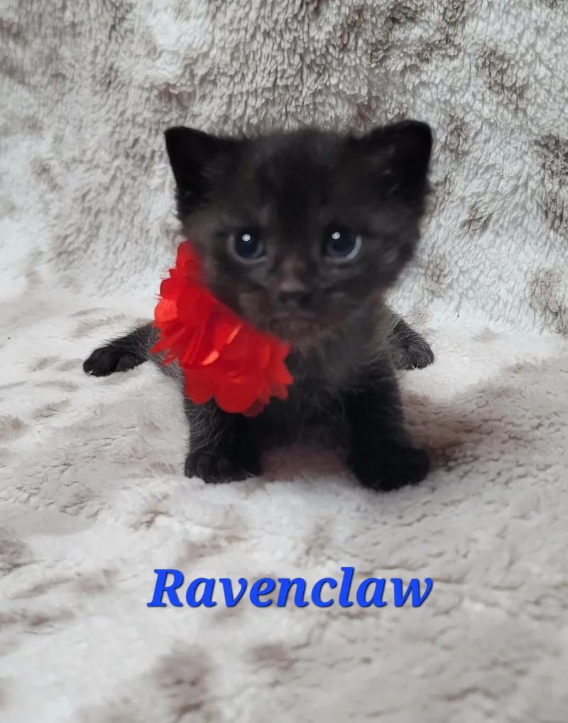 Ravenclaw thumbnail 3