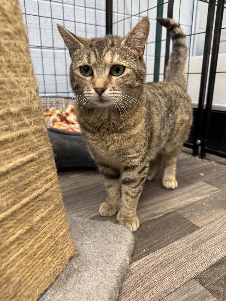 An adult medium-sized female Tabby (Brown / Chocolate) Domestic Short Hair cat named Aviv for adoption in West Mifflin, PA