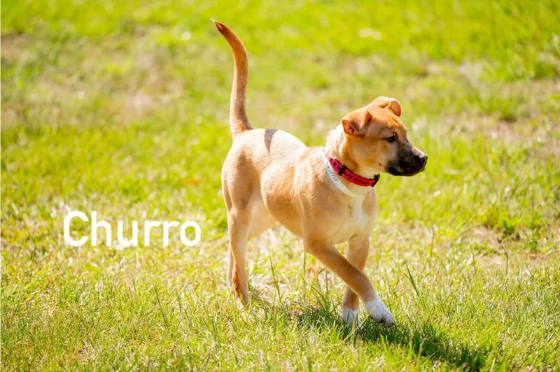 Churro