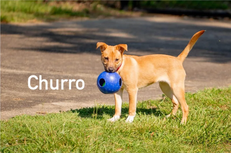 Churro thumbnail 3