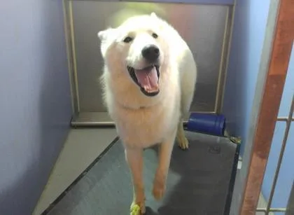 A senior large-sized male White / Cream Siberian Husky dog named Chester for adoption in El Paso, TX