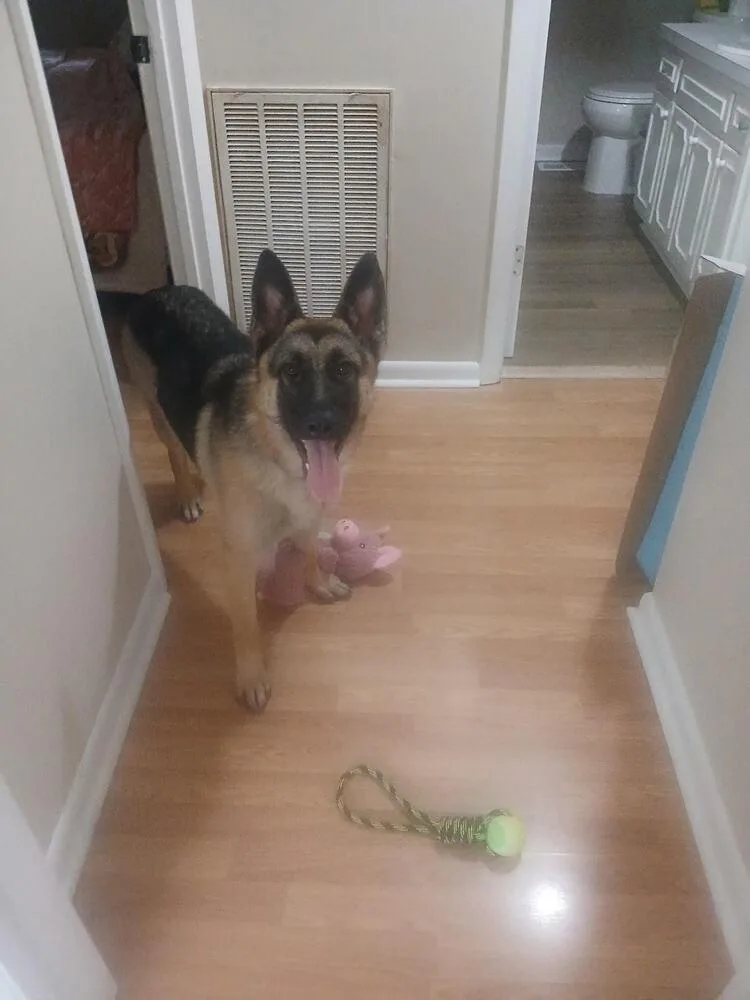 A young large-sized female German Shepherd Dog dog named Molly for adoption in Chattanooga, TN