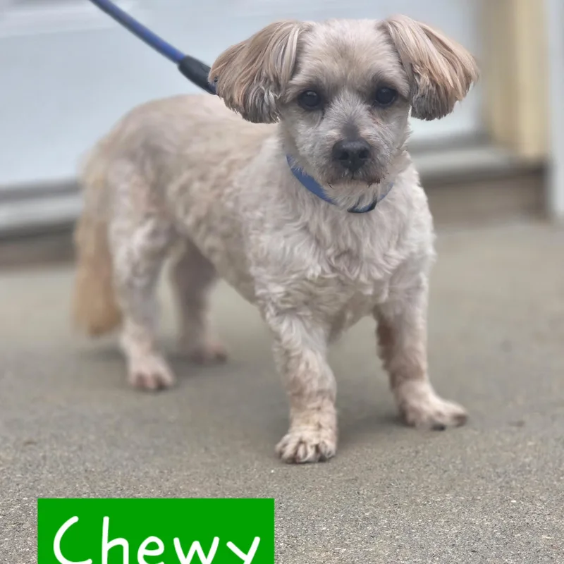 A senior small-sized male Cockapoo dog named Chewie for adoption in Walthill, NE