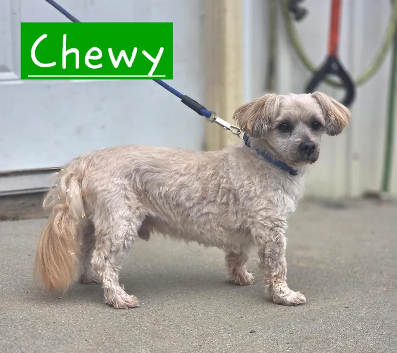 Chewie thumbnail 3
