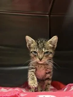 A baby small-sized male Domestic Short Hair cat named Benedict for adoption in Miami, FL