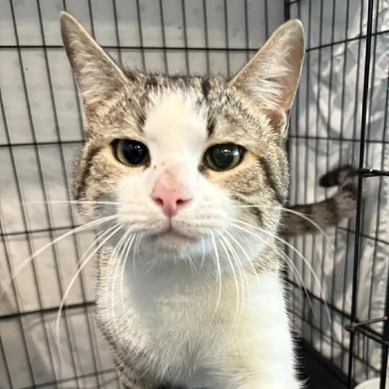 A young small-sized male Brown / Chocolate Domestic Short Hair cat named Rocco for adoption in Washington, DC