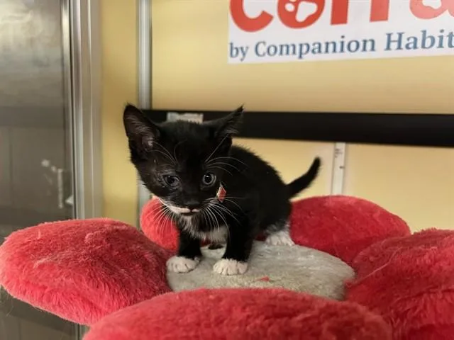 A baby small-sized female Domestic Short Hair cat named Thursday for adoption in Lancaster, CA