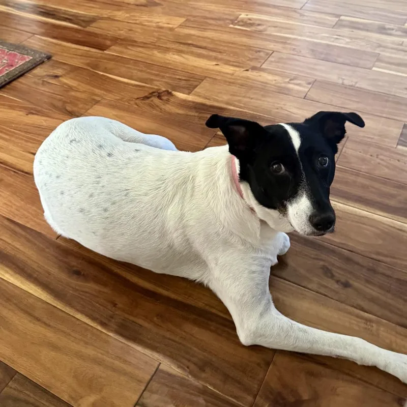 A senior medium-sized female White / Cream Australian Cattle Dog / Blue Heeler dog named Pepper for adoption in Flower Mound, TX