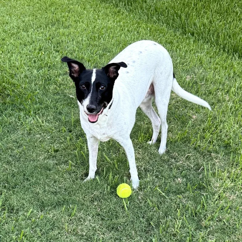 Pepper thumbnail 2