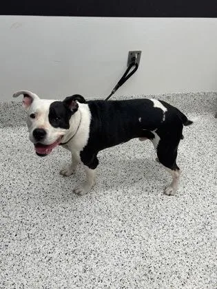 An adult medium-sized male American Bulldog dog named Striker for adoption in Atlanta, GA