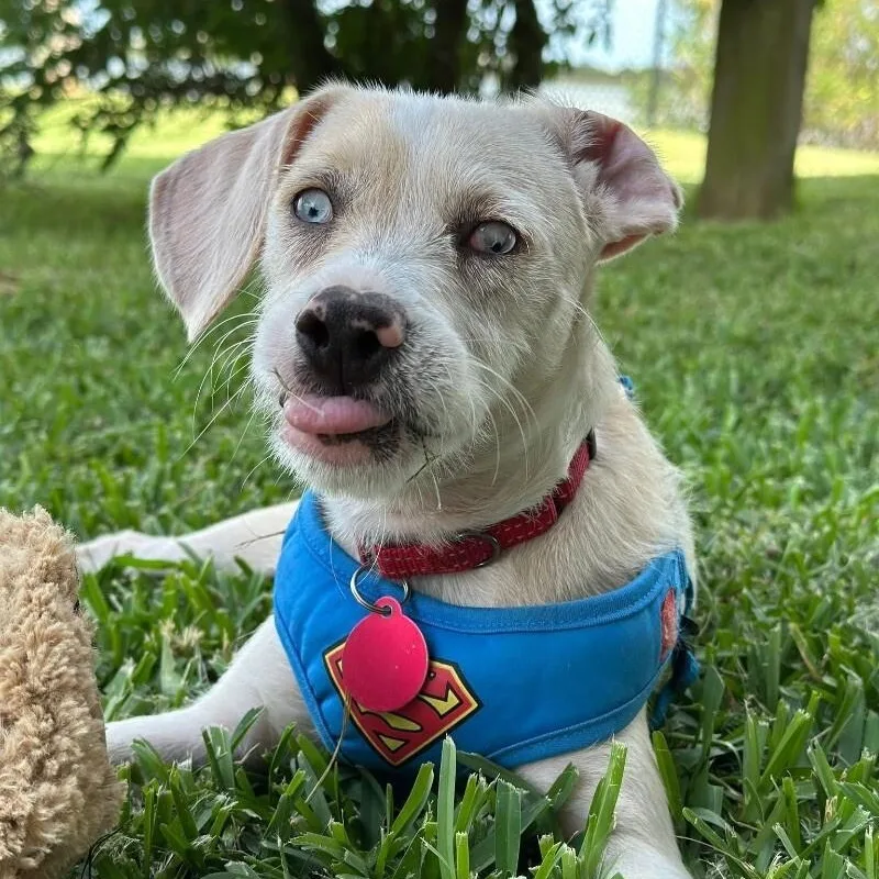 A young medium-sized male White / Cream Wirehaired Terrier dog named Castiel for adoption in Friendswood, TX