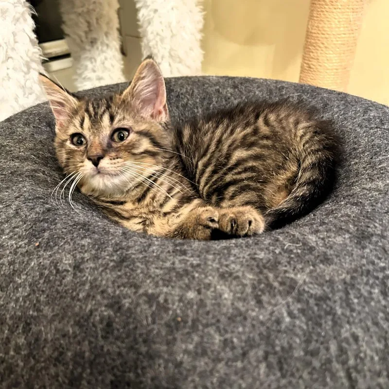 A baby small-sized male Domestic Short Hair cat named Piper for adoption in Fairfax, VA