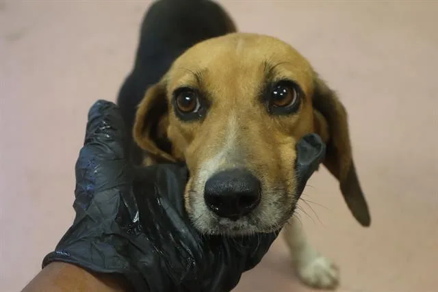 A young large-sized female Mixed Breed dog named Winchester for adoption in Columbia, SC