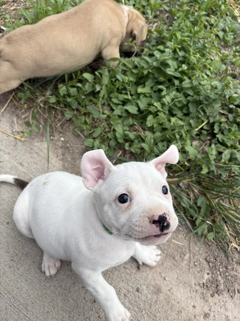 Jellybean thumbnail 2