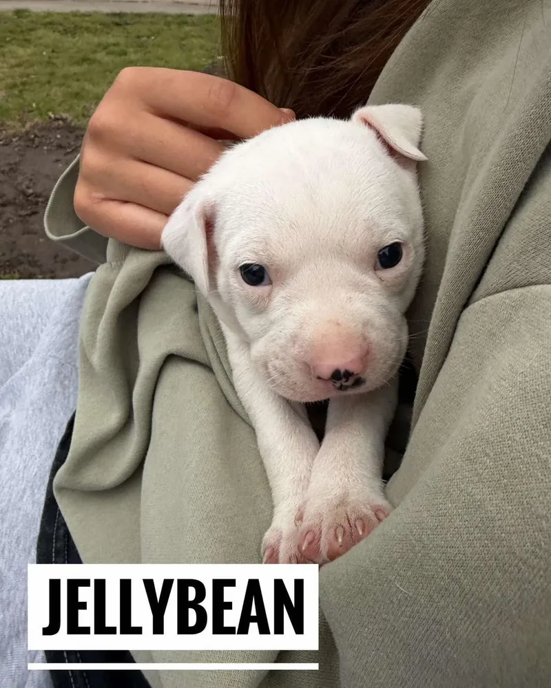 Jellybean thumbnail 3