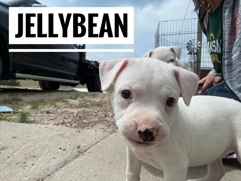 A baby medium-sized female White / Cream Mixed Breed dog named Jellybean for adoption in Manhattan, KS
