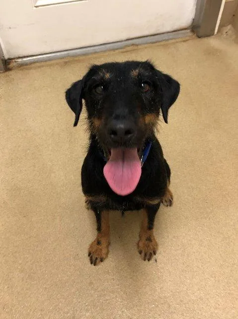 A senior small-sized female Terrier dog named Libby for adoption in Fort Pierce, FL