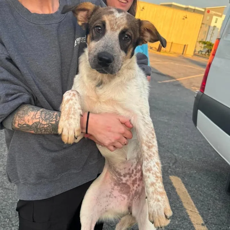 A young medium-sized female Mixed Breed dog named Citronella for adoption in Rockville, MD