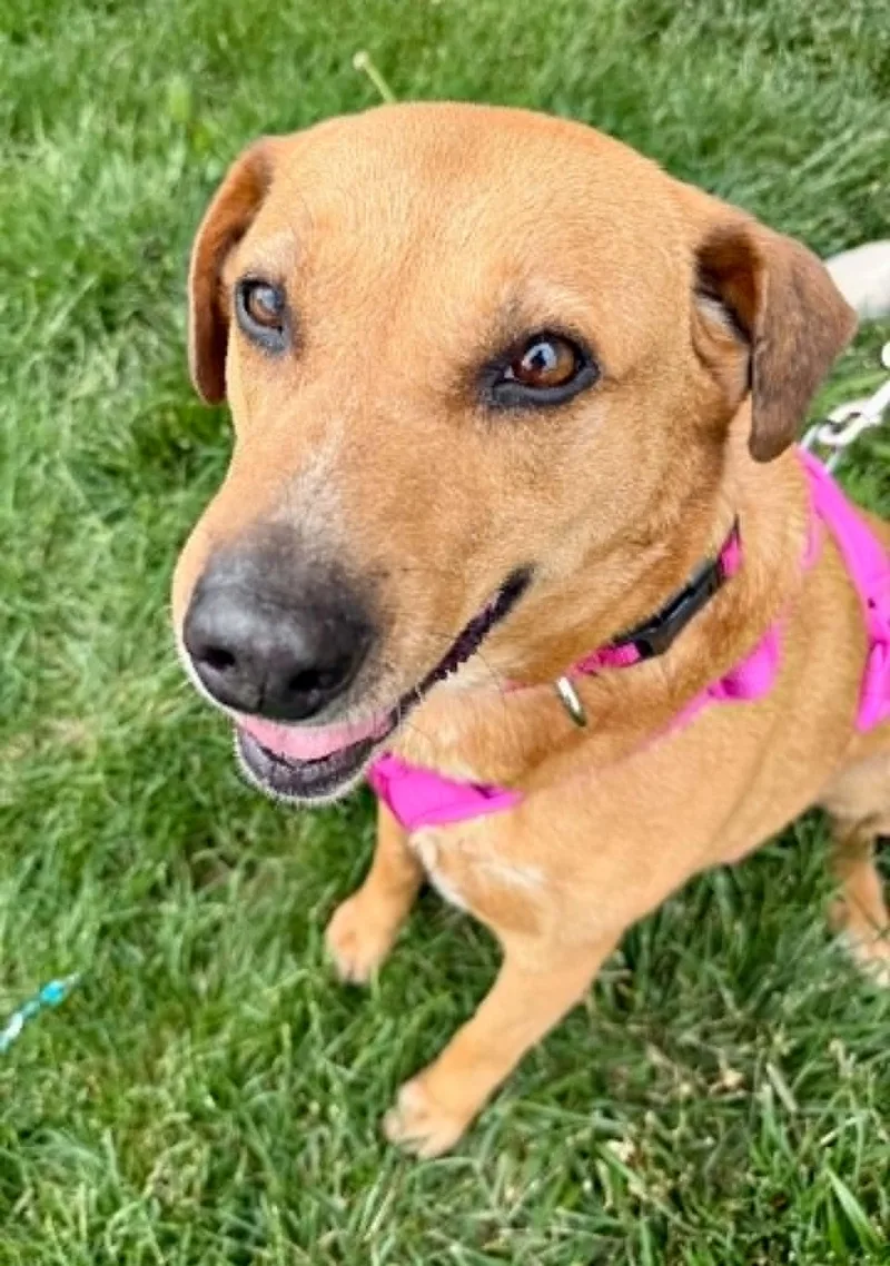 A senior medium-sized female Australian Shepherd dog named Billie Jean for adoption in Lee's Summit, MO