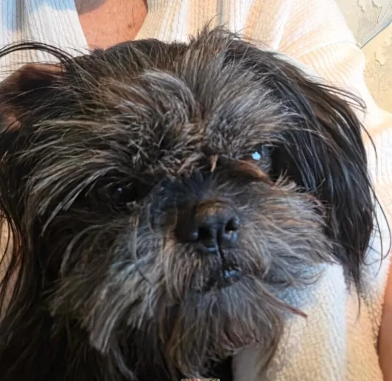 An adult small-sized male Shih Tzu dog named Ozzie for adoption in Dallas, TX