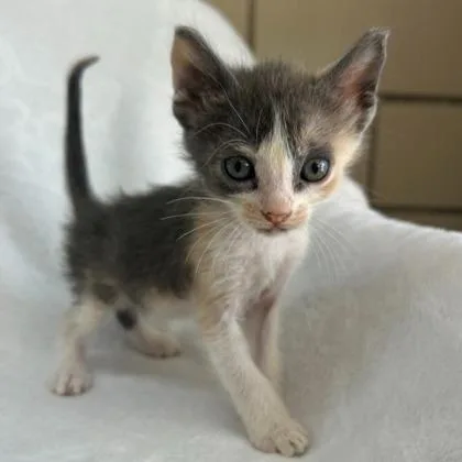 A young medium-sized female Domestic Short Hair cat named Tawny for adoption in Kansas City, MO
