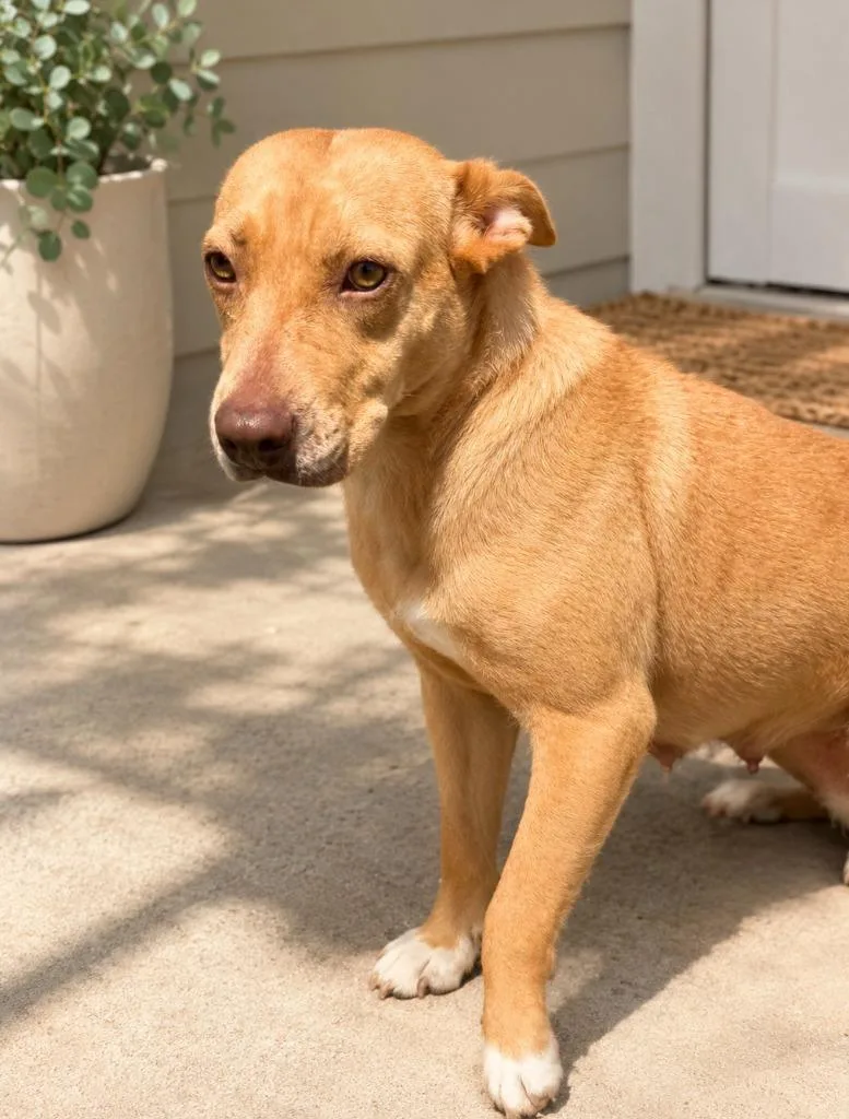 A young medium-sized female Mixed Breed dog named Kandy for adoption in Centralia, IL