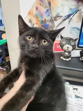 A baby small-sized male Domestic Short Hair cat named Badger $ for adoption in Seneca, SC
