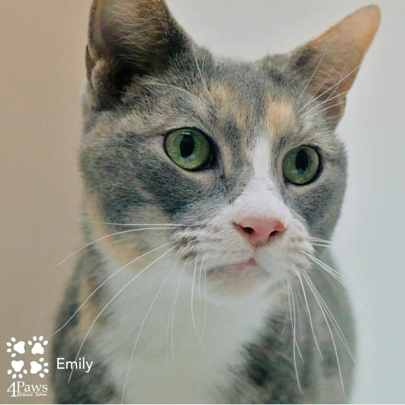 An adult small-sized female Gray / Blue / Silver Domestic Short Hair cat named Emily Dcstray for adoption in Merrifield, VA