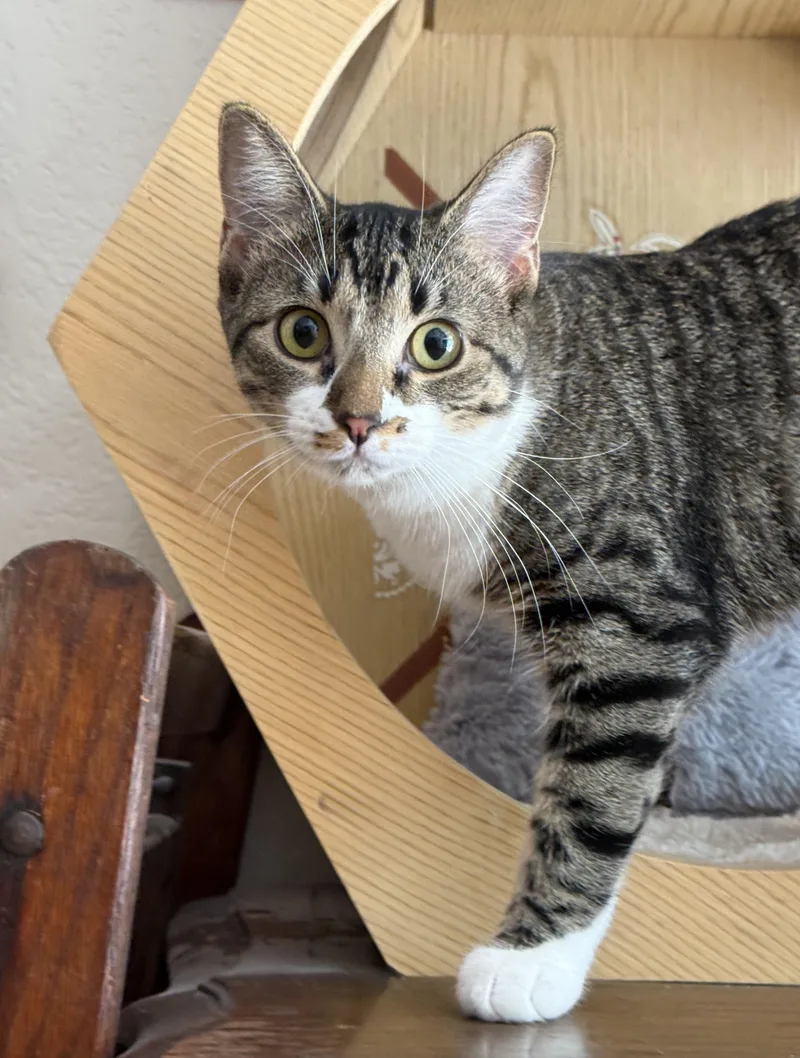 A baby medium-sized female Tabby cat named Maggie for adoption in Keller, TX