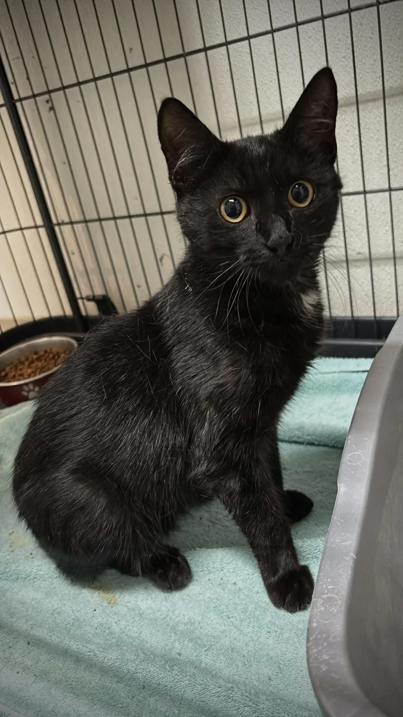 A young medium-sized female Black Domestic Short Hair cat named Zoe for adoption in Hayward, WI