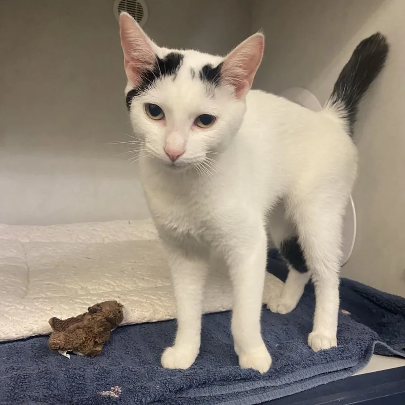 A baby medium-sized female White Domestic Short Hair cat named Rollie Pollie for adoption in Dayton, OH