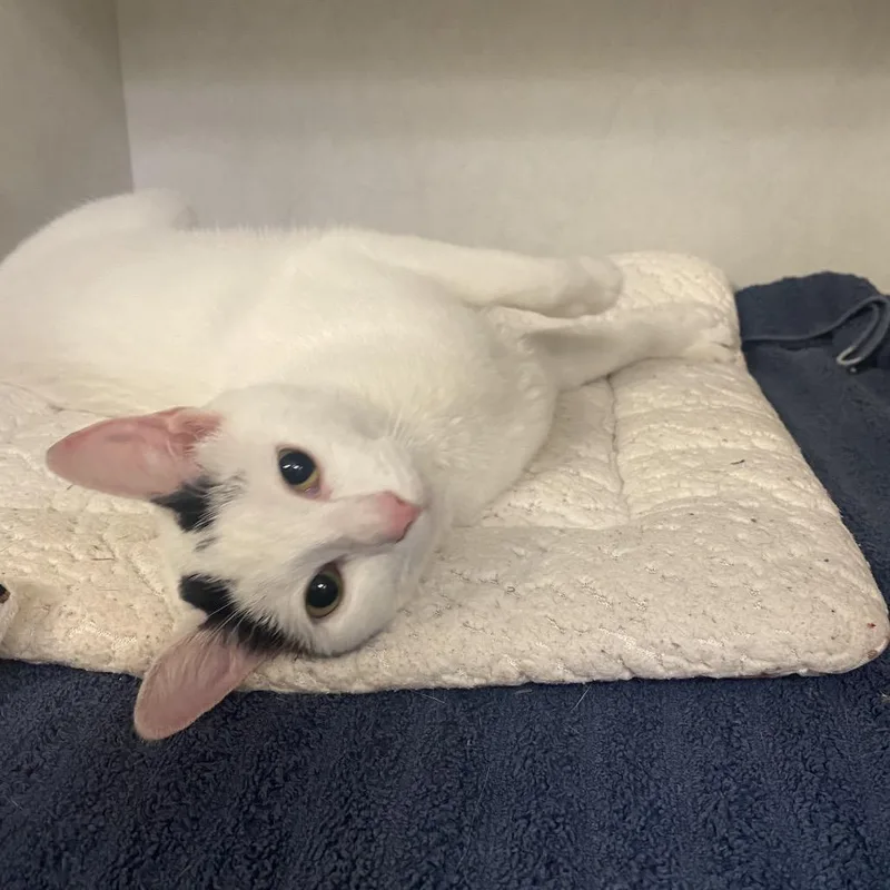 Rollie Pollie thumbnail 2