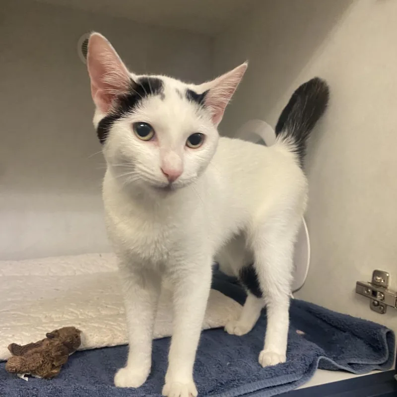 Rollie Pollie thumbnail 3