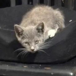 A baby small-sized male Gray / Blue / Silver Domestic Short Hair cat named Chance for adoption in Tulsa, OK