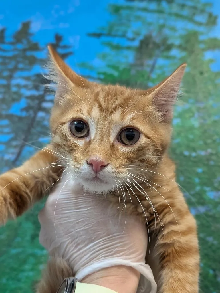 A baby medium-sized male Domestic Short Hair cat named Donny for adoption in New Braunfels, TX